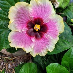 Meet your Posher, Jacqueline